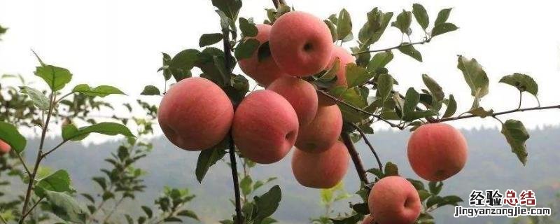 最常见的10种农作物 六种农作物