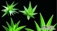 蚊虫叮咬红肿用什么药 蚊虫叮咬红肿用什么药快速消肿止痒