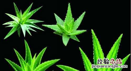 蚊虫叮咬红肿用什么药 蚊虫叮咬红肿用什么药快速消肿止痒