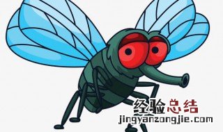 怎么灭苍蝇 消灭苍蝇的方法有哪些