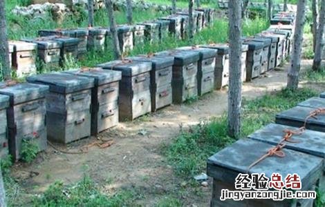 蜜蜂的日常管理 蜜蜂的日常管理方法