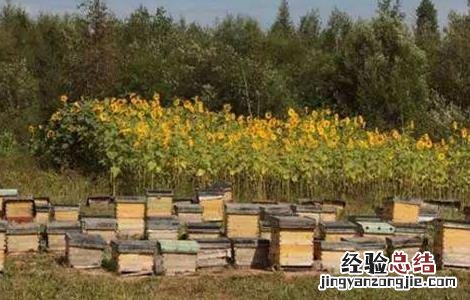 蜜蜂的日常管理 蜜蜂的日常管理方法