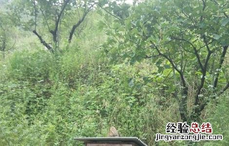 蜜蜂的日常管理 蜜蜂的日常管理方法