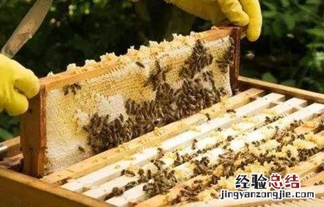 蜜蜂的日常管理 蜜蜂的日常管理方法