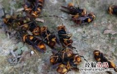 越冬蜂群空飞的原因及应对措施 越冬蜂群空飞的原因及应对措施