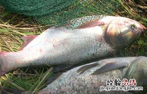 钓鲢鱼的饵料配方是什么 钓鲢鱼的饵料配方