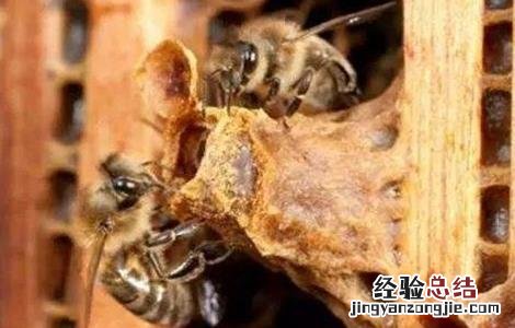 秋季育王怎么提高接受率 为什么育王接受率低
