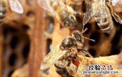 秋季育王怎么提高接受率 为什么育王接受率低