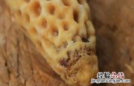 秋季育王怎么提高接受率 为什么育王接受率低