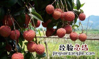 广西适合种什么水果 有你喜欢的水果吗