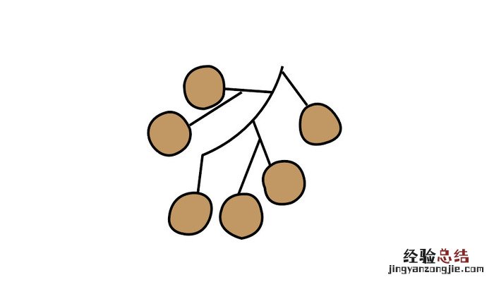 桂圆简笔画彩色 桂圆简笔画