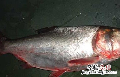 鲢鱼吃什么食物 大头鲢鱼吃什么食物
