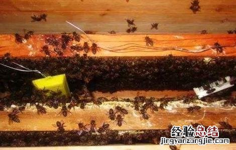 蜂群如何合并双王群 中蜂怎样合并双王群