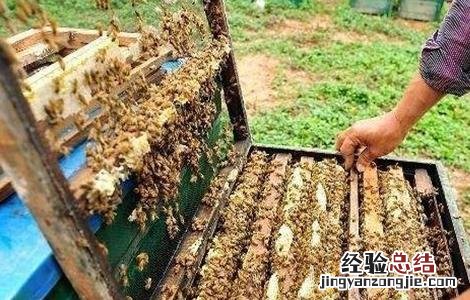 蜂群如何合并双王群 中蜂怎样合并双王群