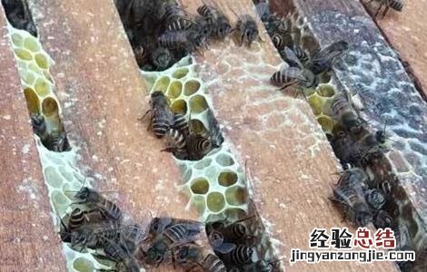 蜂群如何合并双王群 中蜂怎样合并双王群