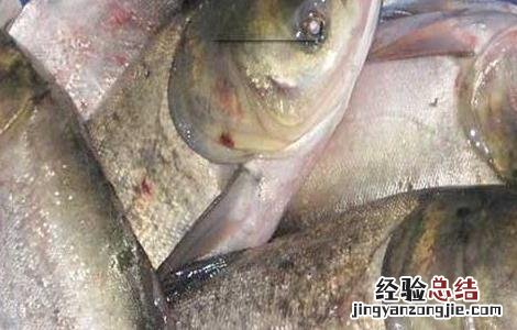 鲢鱼的生活习性 鲢鱼的生活环境及特点
