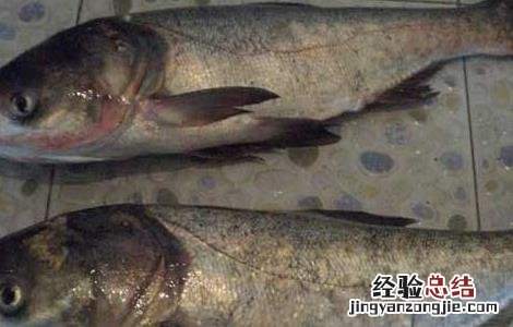 鲢鱼的生活习性 鲢鱼的生活环境及特点