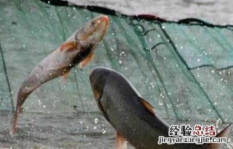 鲢鱼的生活习性 鲢鱼的生活环境及特点