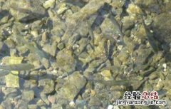 青鱼的繁殖技术 青鱼人工繁殖技术
