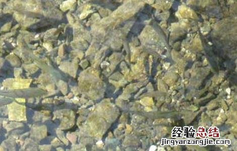 青鱼的繁殖技术 青鱼人工繁殖技术