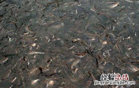 青鱼的繁殖技术 青鱼人工繁殖技术