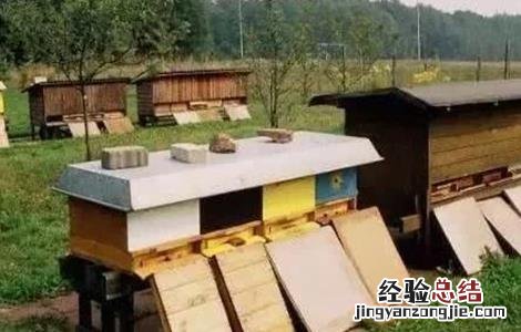 新手养蜂容易失败的原因是什么 新手养蜂容易失败的原因
