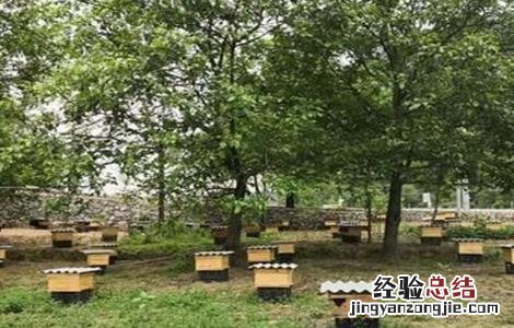 新手养蜂容易失败的原因是什么 新手养蜂容易失败的原因