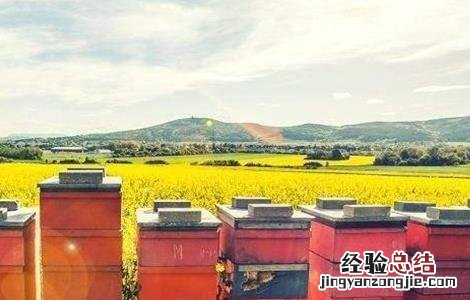 新手养蜂容易失败的原因是什么 新手养蜂容易失败的原因