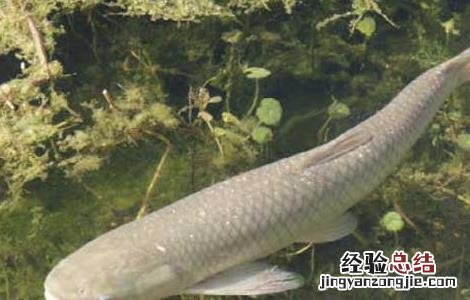 青鱼的生活习性 青鱼生活在哪里?有什么特点?