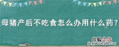 母猪产后不吃食怎么办用什么药 母猪产后不吃了怎么治疗