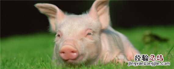 猪蓝耳病用什么药比较好 猪蓝耳病用什么药最好