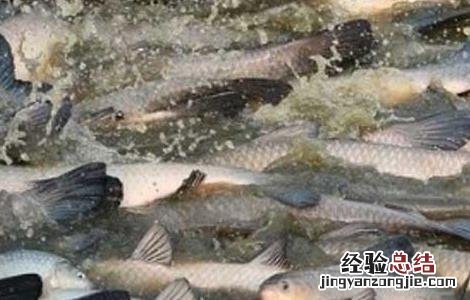 青鱼疾病防治技术 青鱼疾病防治用药