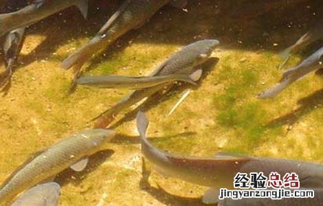 青鱼疾病防治技术 青鱼疾病防治用药