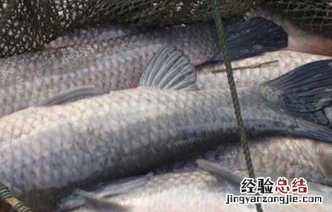 青鱼疾病防治技术 青鱼疾病防治用药