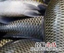 草鱼的功效与作用禁忌 草鱼的功效与作用
