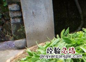 太平猴魁属于什么茶叶 太平猴魁属于什么茶