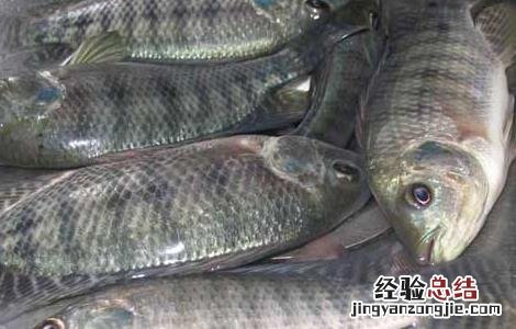 如何降低罗非鱼养殖成本呢 如何降低罗非鱼养殖成本