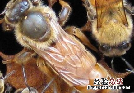 如何育意蜂蜂王 意蜂育王方法技巧