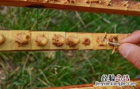 如何育意蜂蜂王 意蜂育王方法技巧