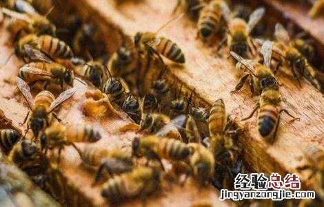 蜜蜂秋繁技术要点 蜜蜂秋繁的重要和技术