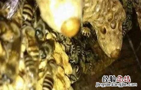 蜜蜂秋繁技术要点 蜜蜂秋繁的重要和技术