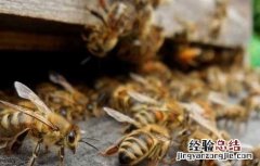 蜂群合并方法及注意事项 蜂群合并方法及注意事项视频