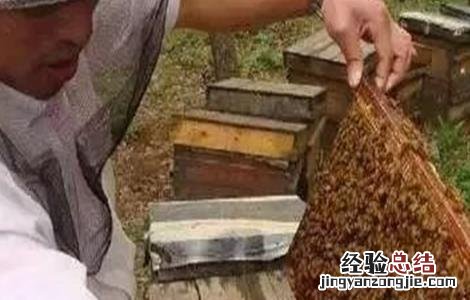 蜂群合并方法及注意事项 蜂群合并方法及注意事项视频