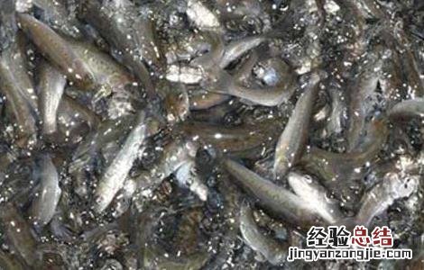 人工养青鱼吃什么食物 青鱼吃什么食物