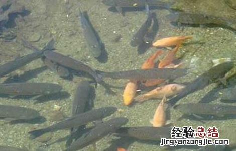人工养青鱼吃什么食物 青鱼吃什么食物