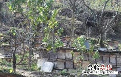 冬季养蜂正确的保温方法 冬季中蜂保温方法
