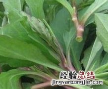 马兰头的功效与作用 马兰头的功效与作用及食用方法
