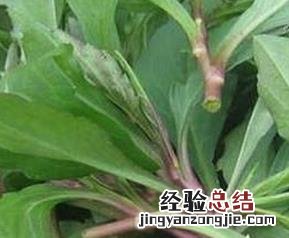 马兰头的功效与作用 马兰头的功效与作用及食用方法