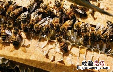 蜂群失王有哪些表现 蜂群失王的原因