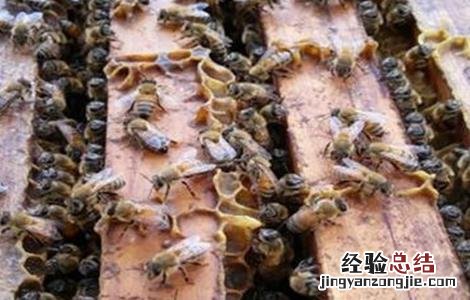 蜂群失王有哪些表现 蜂群失王的原因